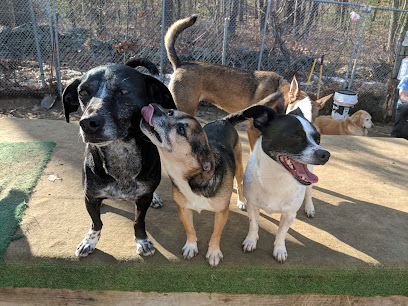 Happy dogs at Hidden Gem Pet Resort