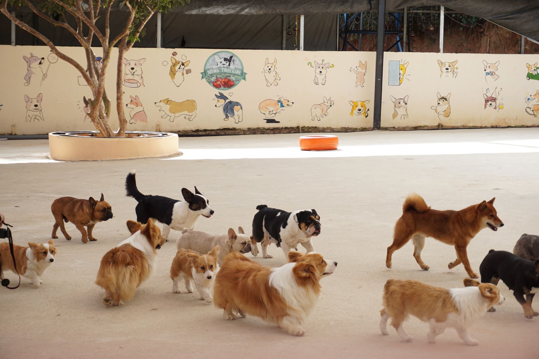 Group of dogs enjoying outdoor playtime at a pet daycare